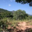 Séjour ornithologique au Malawi, le « cœur chaud » de l’Afrique
