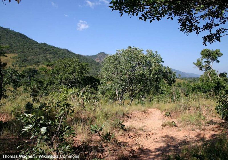 Séjour ornithologique au Malawi, le « cœur chaud » de l’Afrique