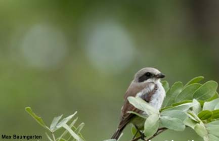 Pie-grièche de Souza (Lanius souzae) 