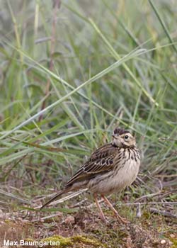 Pipit africain (Anthus cinnamomeus) de la sous-espèce latistriatus