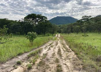 Piste dans la Dzalanyama Forest Reserve (Malawi)