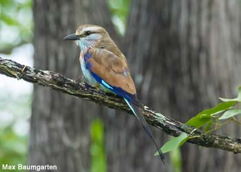 Rollier à raquettes (Coracias spatulatus)