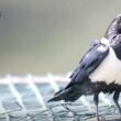 Tentative de nidification d&rsquo;un couple mixte composé d&rsquo;un Corbeau pie et d&rsquo;un Grand Corbeau du côté marocain du détroit de Gibraltar en 2026