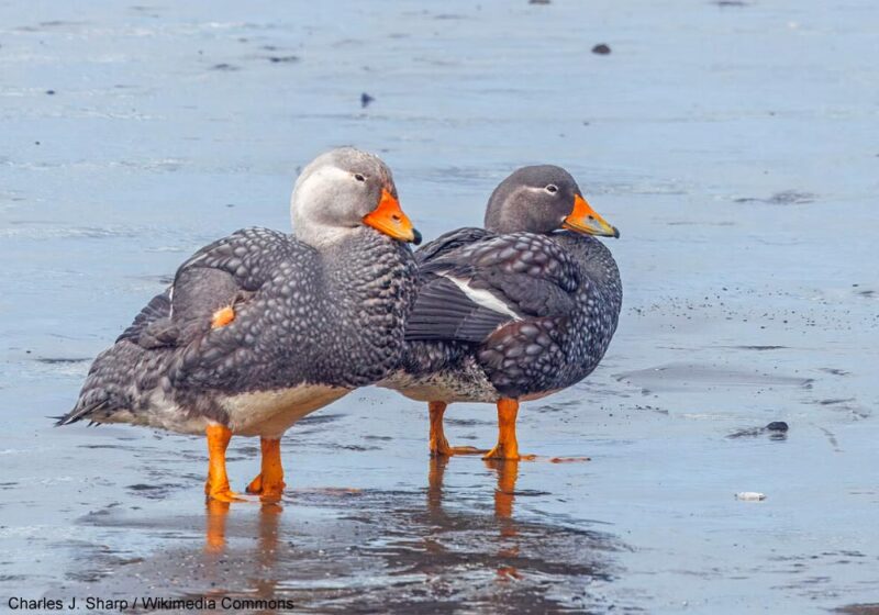 Description au Chili d&rsquo;une nouvelle espèce de canard-vapeur, le Brassemer de Chiloé