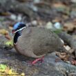 Redécouverte encourageante d&rsquo;une population de Colombes à tête bleue dans le centre de Cuba