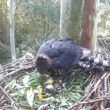 En Afrique du Sud, une Ouette d’Égypte a pondu deux œufs dans un nid d&rsquo;Aigles couronnés pendant leur absence