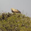 Tentative de nidification d'un couple d'Aigles ravisseurs en Algérie en 2025, le premier cas documenté en Afrique du Nord depuis des décennies