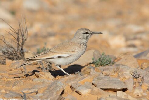 Première observation documentée d'un Sirli du désert en Espagne continentale en 2025