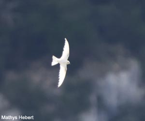 Martinet presque entièrement blanc