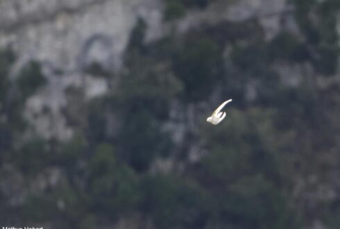 Un spectaculaire martinet (presque) entièrement blanc dans les gorges de l'Ardèche en septembre 2025