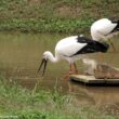 Le beau succès de la réintroduction de la Cigogne orientale au Japon