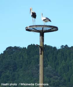 Cigognes orientales (Ciconia boyciana)