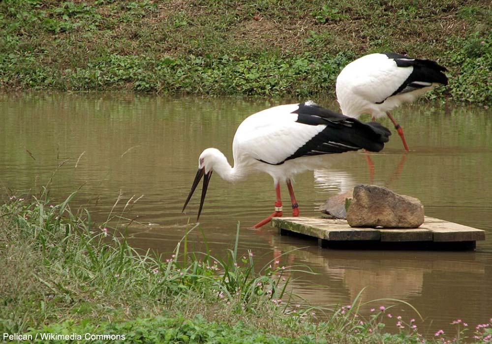 Cigognes orientales (Ciconia boyciana)