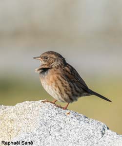 Accenteur mouchet (Prunella modularis)