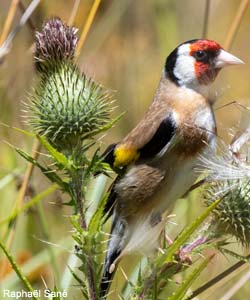 Chardonneret élégant (Carduelis carduelis)