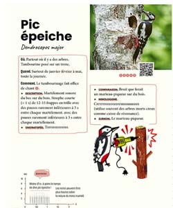 Une partie de la fiche consacrée au Pic épeiche (Dendrocopos major)