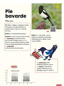La fiche consacrée à la Pie bavarde (Pica pica)