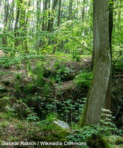 Forêt au printemps