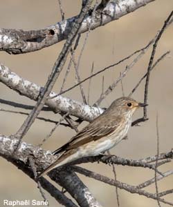 Gobemouche gris (Muscicapa striata)