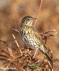 Grive musicienne (Turdus philomelos)