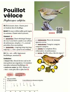 La fiche consacrée au Pouillot véloce (Phylloscopus collybita)