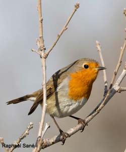 Rougegorge familier (Erithacus rubecula)