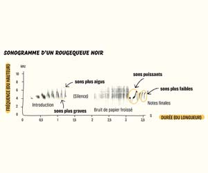 Sonogramme commenté d'un Rougequeue noir (Phoenicurus ochruros)