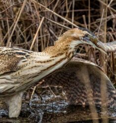 Séminaire sur les étangs lorrains