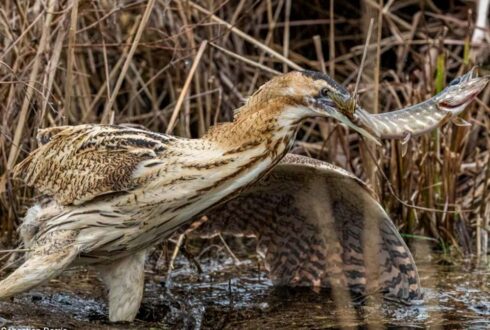 Séminaire sur les étangs lorrains à Heudicourt-sous-les-Côtes (Meuse) les 28 et 29 avril 2026
