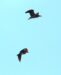4-Bihoreau gris | Nycticorax nycticorax | Black-crowned Night Heron