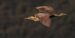 1-Butor étoilé | Botaurus stellaris | Eurasian Bittern