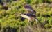 1-Butor étoilé | Botaurus stellaris | Eurasian Bittern