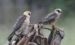 2-Faucon kobez | Falco vespertinus | Red-footed Falcon