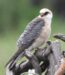 2-Faucon kobez | Falco vespertinus | Red-footed Falcon