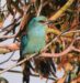 2-Rollier d&rsquo;Europe | Coracias garrulus | European Roller
