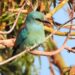 2-Rollier d&rsquo;Europe | Coracias garrulus | European Roller