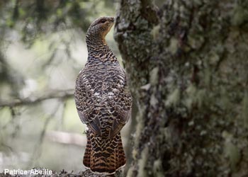 Grand Tétras des Pyrénées (Tetrao urogallus aquitanicus) femelle