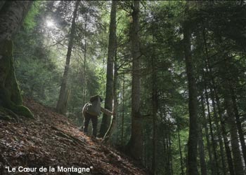 Vieille forêt pyrénéenne