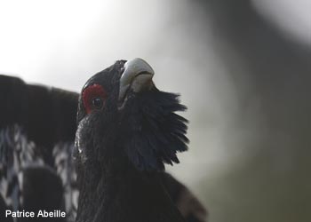 Grand Tétras des Pyrénées (Tetrao urogallus aquitanicus) mâle