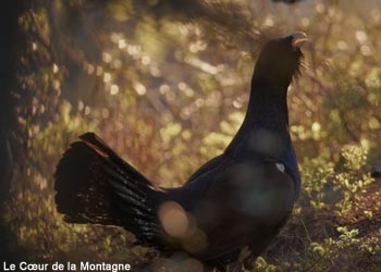 Grand Tétras des Pyrénées (Tetrao urogallus aquitanicus) mâle width=