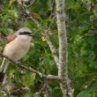 Sortie ornithologique à la découverte de la Pie-grièche écorcheur dans le bocage