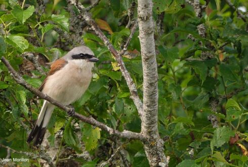 Sortie ornithologique à la découverte de la Pie-grièche écorcheur et des autres oiseaux du bocage à La Chapelle-au-Riboul (Mayenne) le 6 juin 2026
