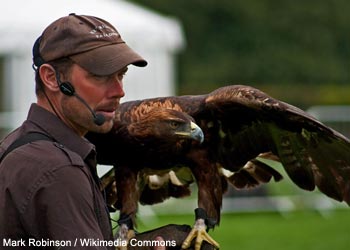 Aigle royal (Aquila chrysaetos) 