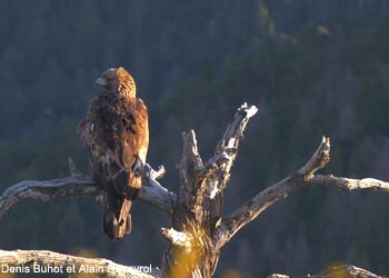 Aigle royal (Aquila chrysaetos) 