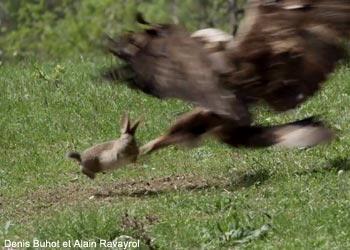 Aigle royal chassant un Lapin de garenne