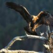 Filmer l'Aigle royal sans "tricher" : Denis Buhot nous en dit plus sur le documentaire "Aigle, l'oiseau et ses images"