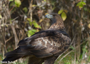Aigle royal (Aquila chrysaetos) 