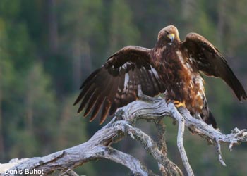 Aigle royal (Aquila chrysaetos) 