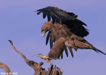 Aigle royal (Aquila chrysaetos) 