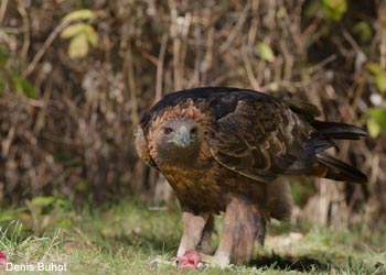 Aigle royal (Aquila chrysaetos) 